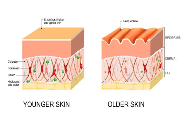 Intrinsic vs Extrinsic Skin Ageing - Dr Aesthetica